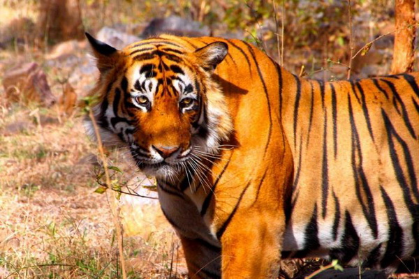 В Индии к тиграм больше не пустят туристов