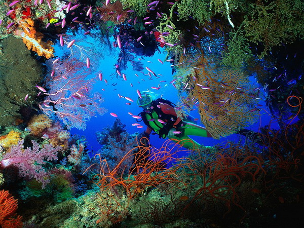 Австралийские экологи помогут спасти Карибские кораллы