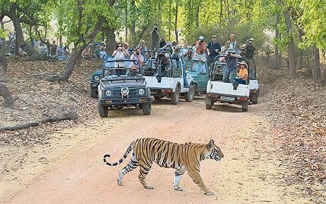 В Индии к тиграм больше не пустят туристов